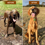 PawShower Pro potenwasser