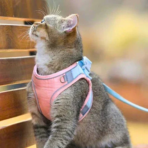 KatWalk kattentuigje