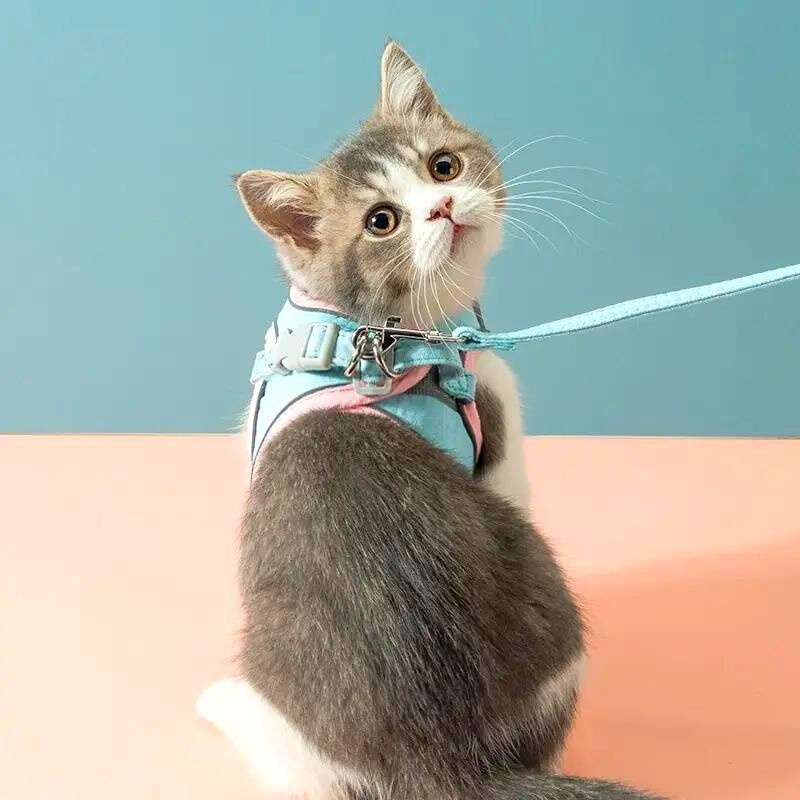 KatWalk kattentuigje