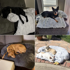 HyggePoot kalmerende hondenmand