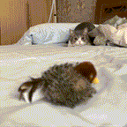 FlappyBird kattenspeeltje