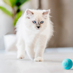 Interactieve kattenbal