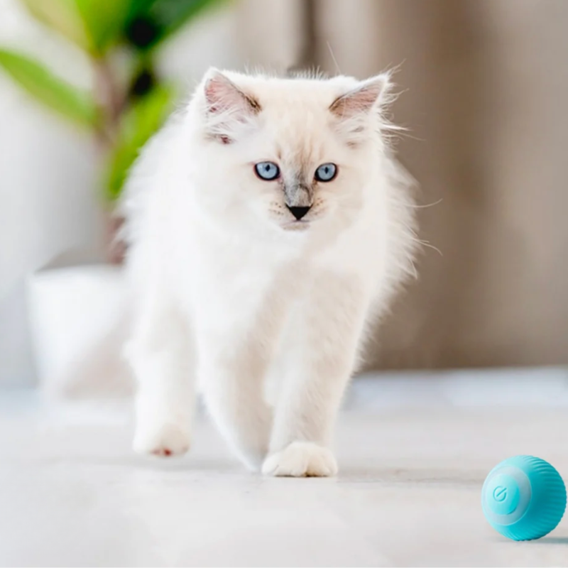 Interactieve kattenbal