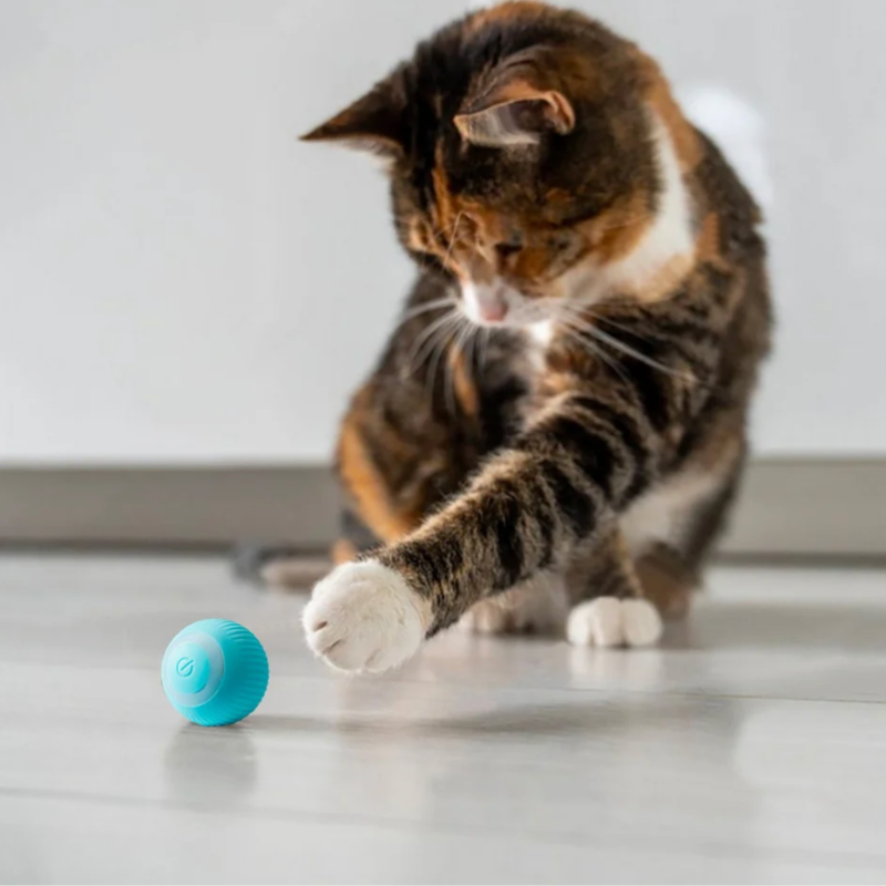 Interactieve kattenbal
