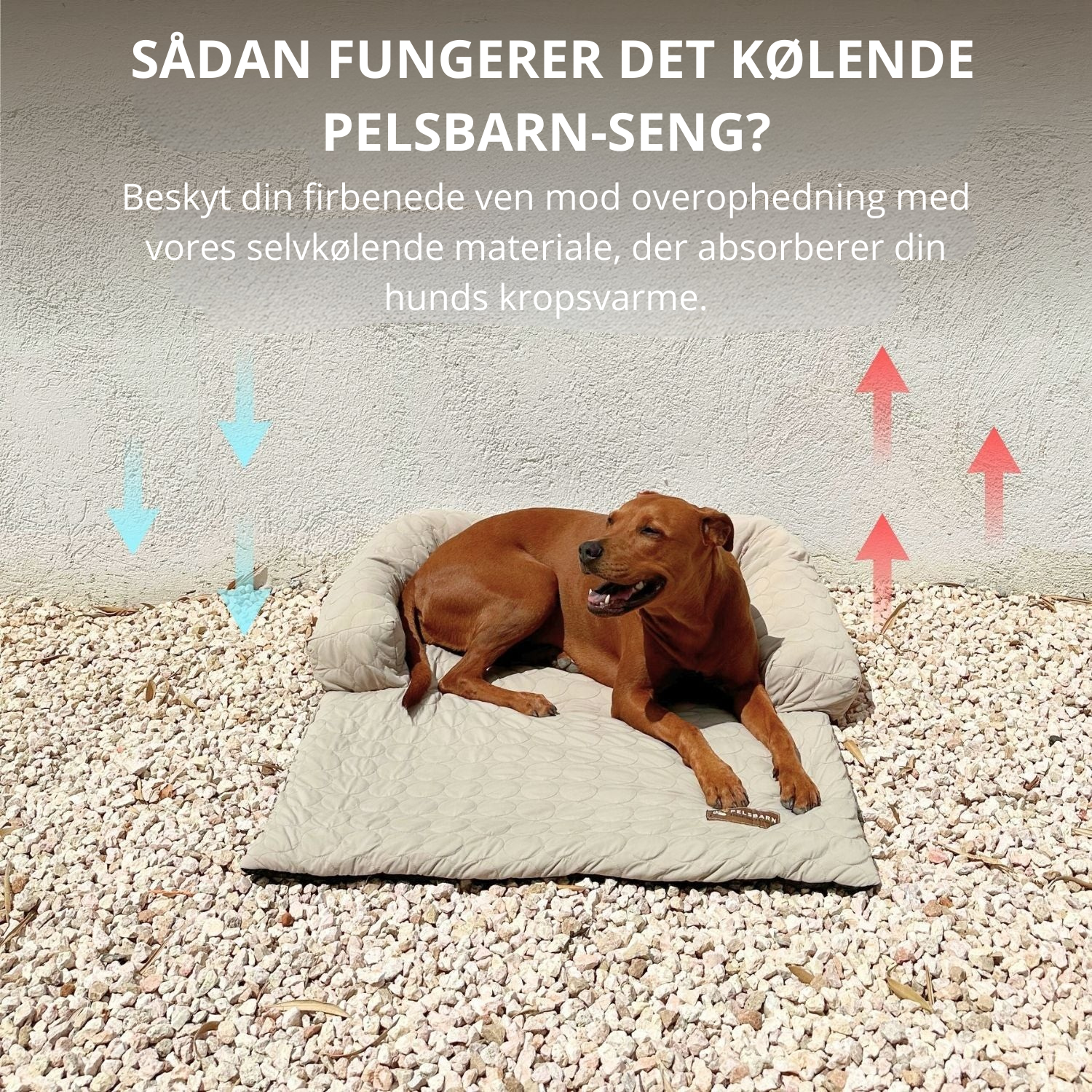ZomerKoel hondenbed